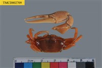 藏品(北方丑招潮蟹)的圖片